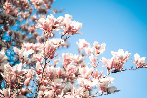 Free Beautiful magnolia blossoms in full bloom during spring in Toronto, Canada, under a clear blue sky. Stock Photo