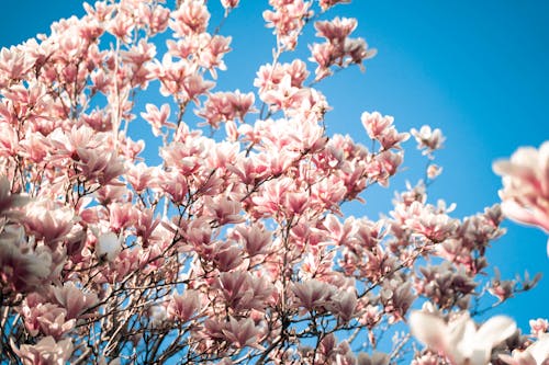 Free Pink Cherry Blossom Under Blue Sky Stock Photo