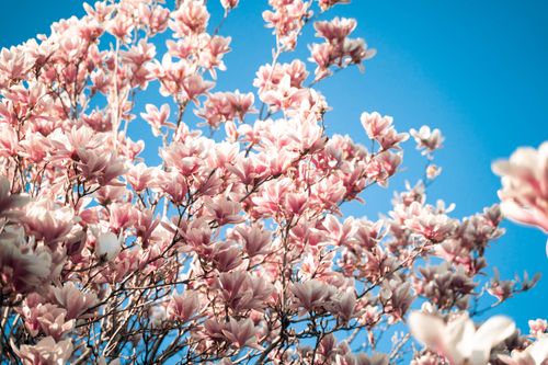 Free A stunning view of pink magnolia blossoms against a bright blue sky, capturing the essence of spring in Toronto. Stock Photo