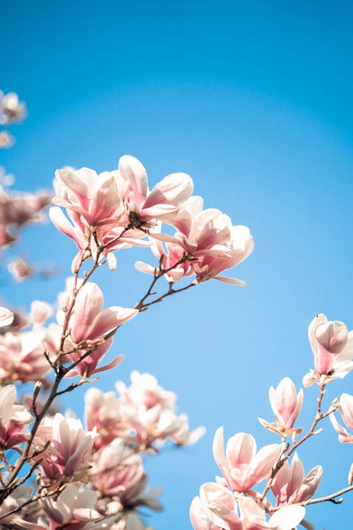 Základová fotografie zdarma na téma jaro, jasná modrá obloha, kvést