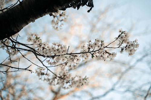 Fotos de stock gratuitas de de cerca, enfoque selectivo, floración de cerezos