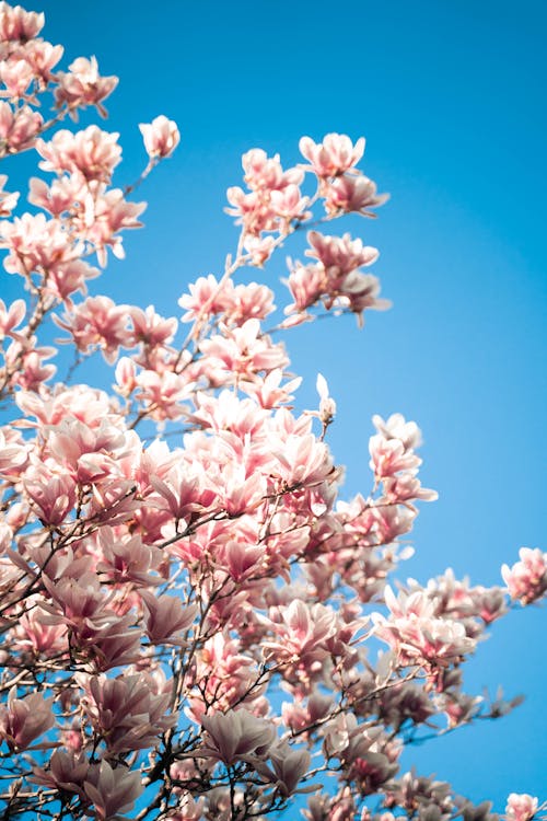 Low-Angle Shot of Blooming Cherry Blossom Flowers