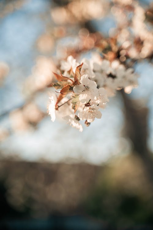 Close-up of White Cherry Blossoms