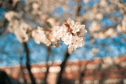 White Cherry Blossom Flowers 