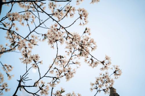 Free Beautiful cherry blossoms in full bloom with a clear blue sky, captured in spring. Stock Photo