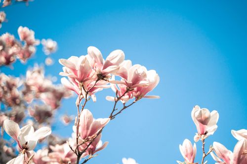 Free Close-up of magnolia blossoms against a vibrant blue sky, showcasing spring's beauty in Toronto. Stock Photo