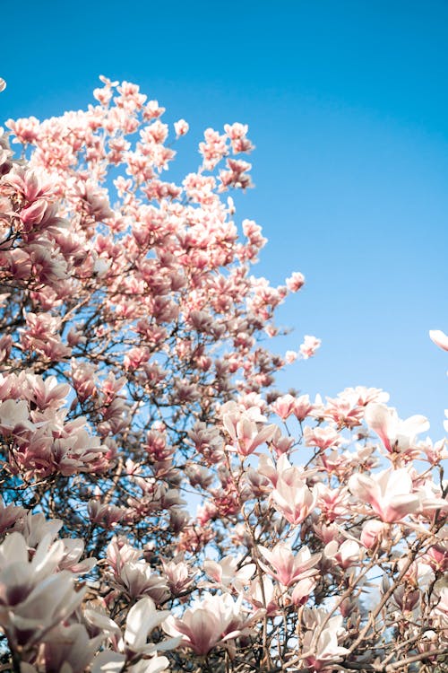 Low-Angle Shot of Blooming Cherry Blossom Flowers under the Blue Sky
