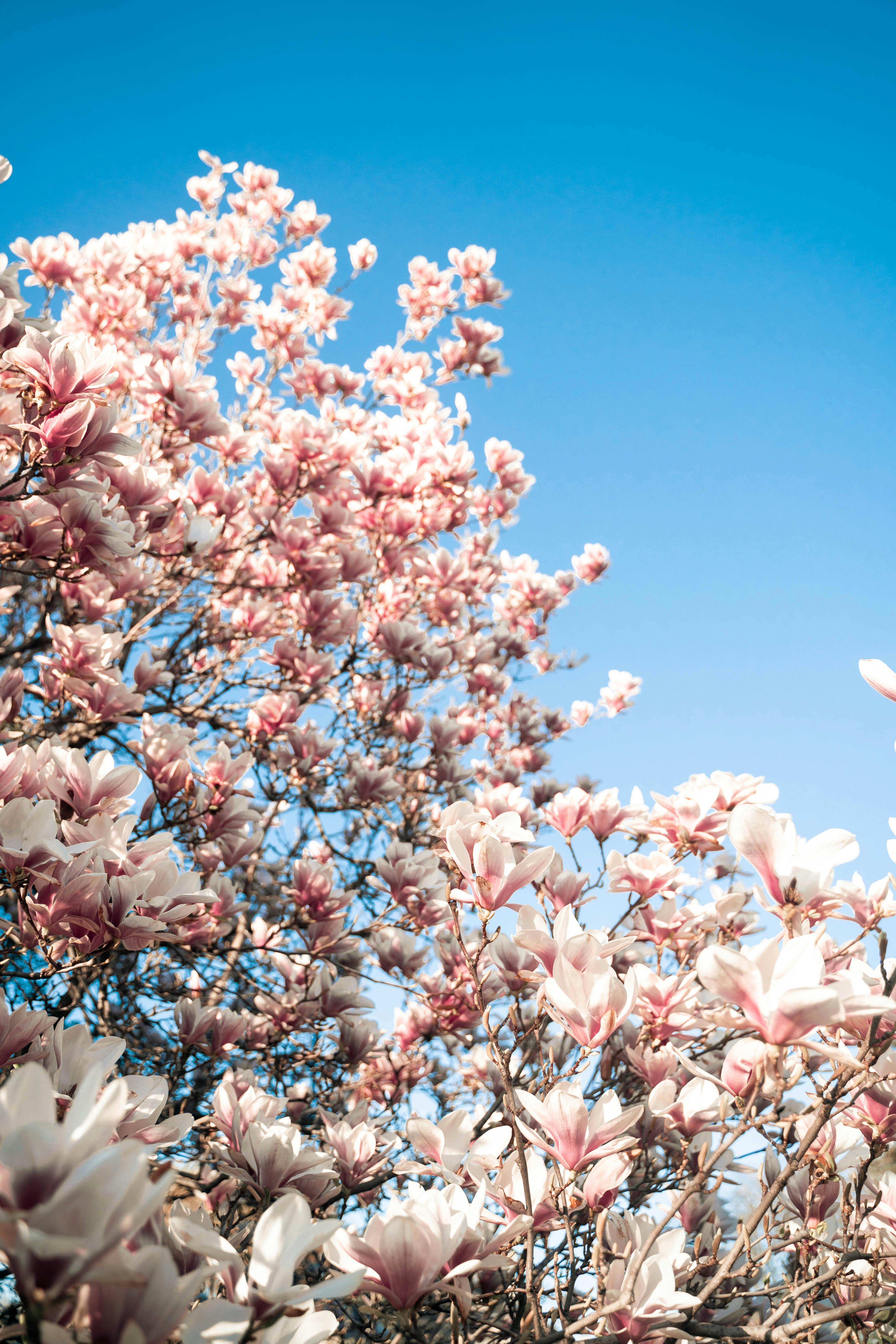 Pink Cherry Blossom Tree Under Blue Sky · Free Stock Photo