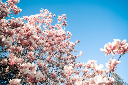 Immagine gratuita di ciliegio, crescita, fiori rosa
