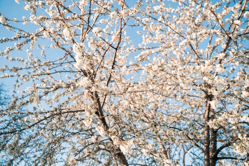 Bezpłatne Darmowe zdjęcie z galerii z białe kwiaty, drzewo, fotografia kwiatowa Zdjęcie z galerii