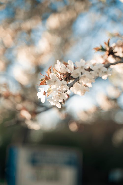 Δωρεάν στοκ φωτογραφιών με sakura, ανθίζω, άνθος κερασιάς