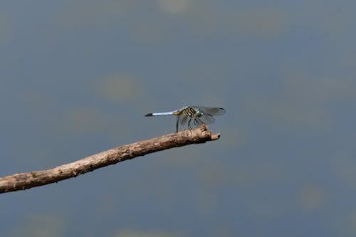 Free Blue Dragonfly on a Branch Stock Photo