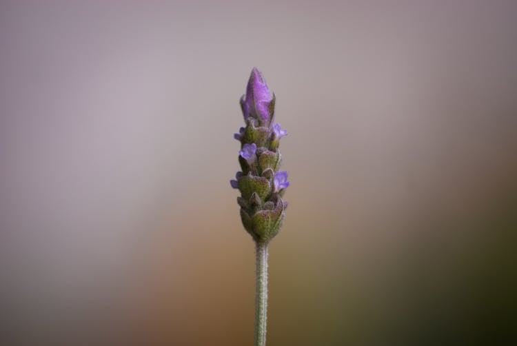 Close Up Of A Lavender