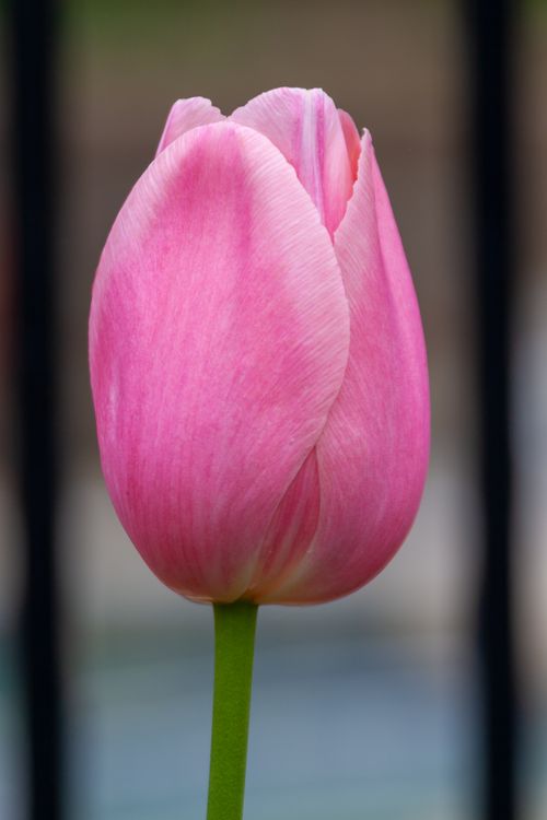 Free Beautiful close-up of a pink tulip flower against a blurred background. Stock Photo