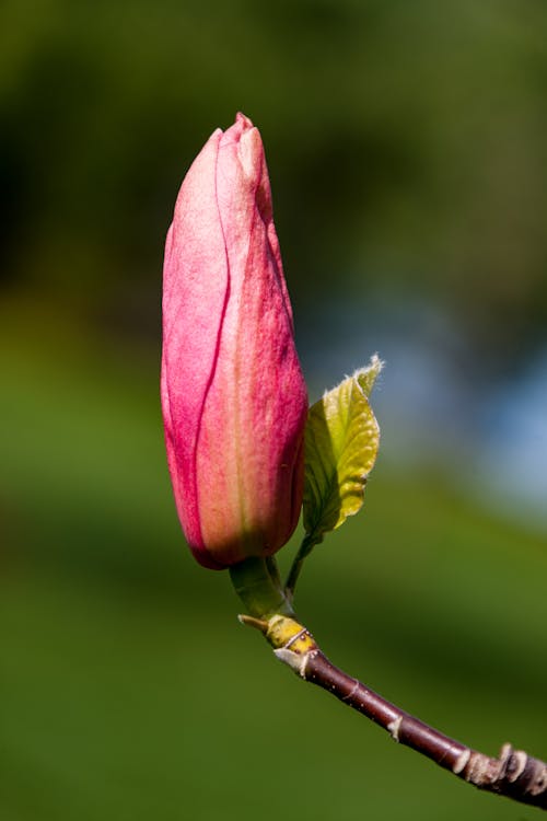 Fotos de stock gratuitas de brotar, de cerca, naturaleza