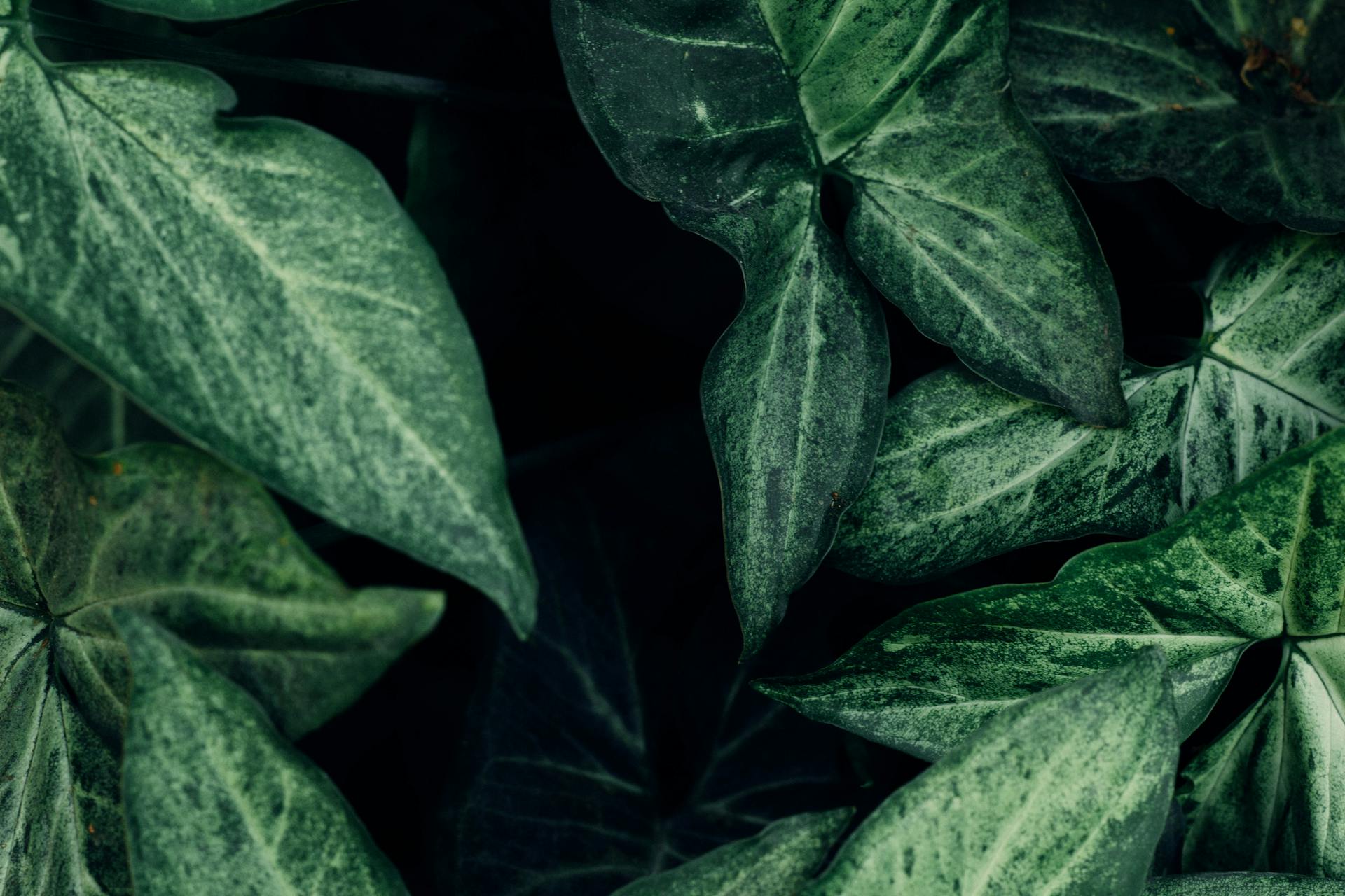 A detailed close-up of vibrant green arrowhead plant leaves highlighting their rich texture.