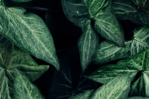 Free A detailed close-up of vibrant green arrowhead plant leaves highlighting their rich texture. Stock Photo