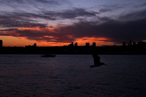 Free Stunning silhouette of a bird flying over a body of water against a vibrant sunset sky. Stock Photo