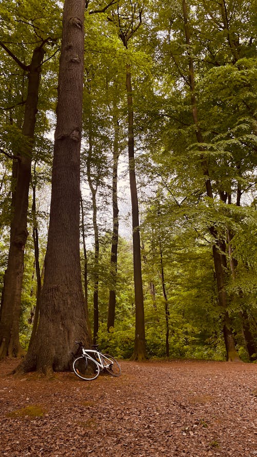Kostenloses Stock Foto zu bäume, fahrrad, geparkt