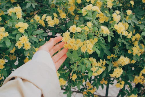 Kostenloses Stock Foto zu blühen, blüte, festhalten