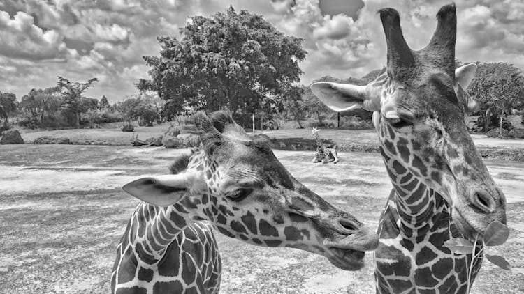 Giraffe's Head Close To Another Giraffe's Neck