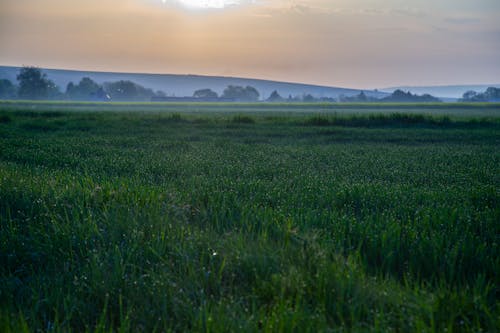 Free stock photo of fields, morning light, morning sun