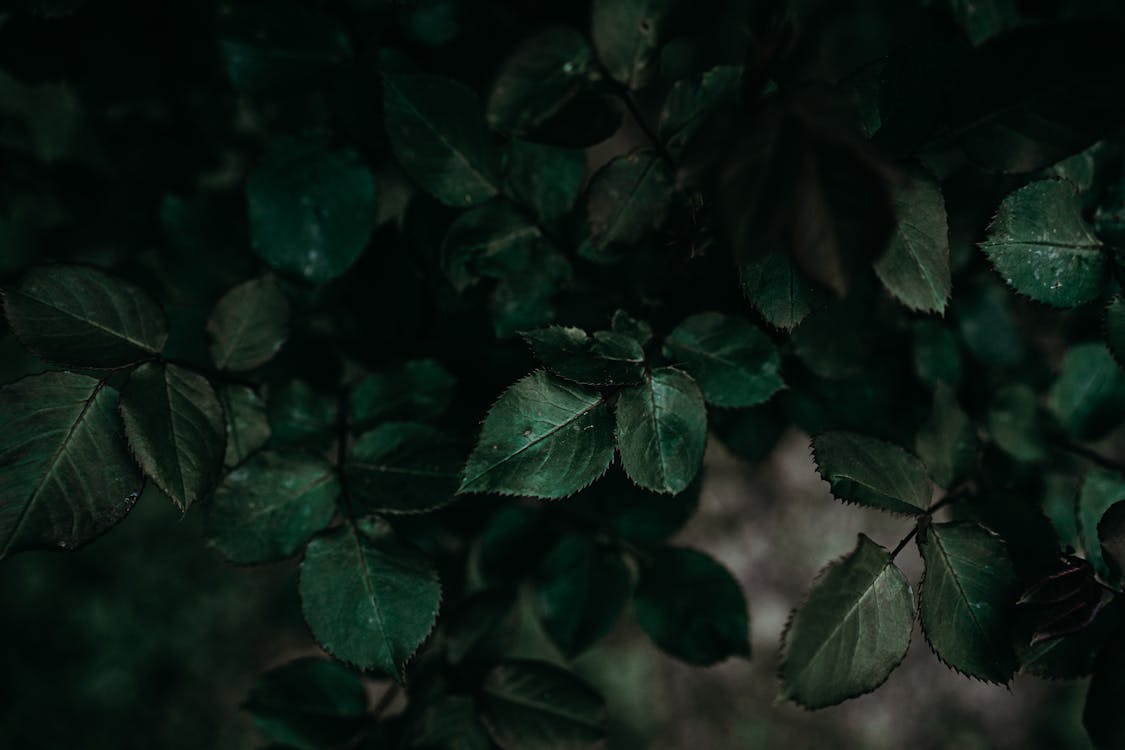 Photos gratuites de fermer, feuilles vert foncé, photographie de plantes