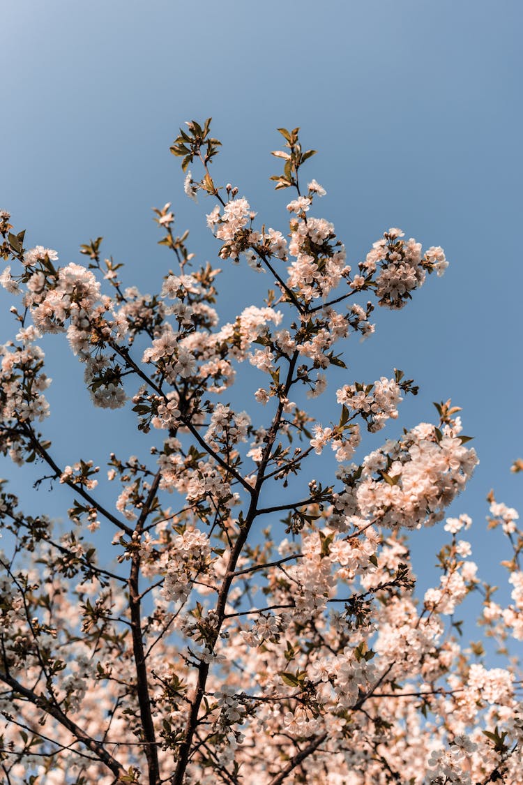 A Tree In Spring