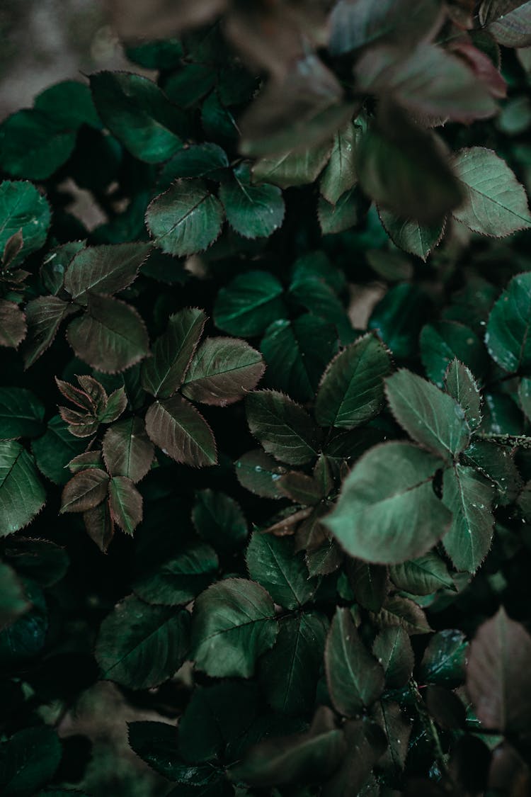 Green Leaves With White Spots 