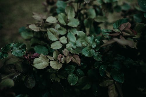 Close-up of Green Leaves of a Plant