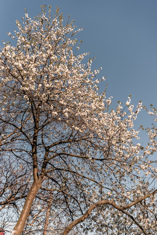 Photo of White Blossoms on a Tree