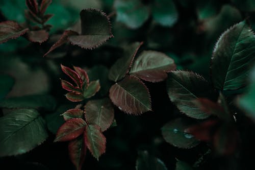 Kostenloses Stock Foto zu blätter, botanisch, dunkel