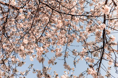Free White Cherry Blossom Tree Under the Blue Sky Stock Photo