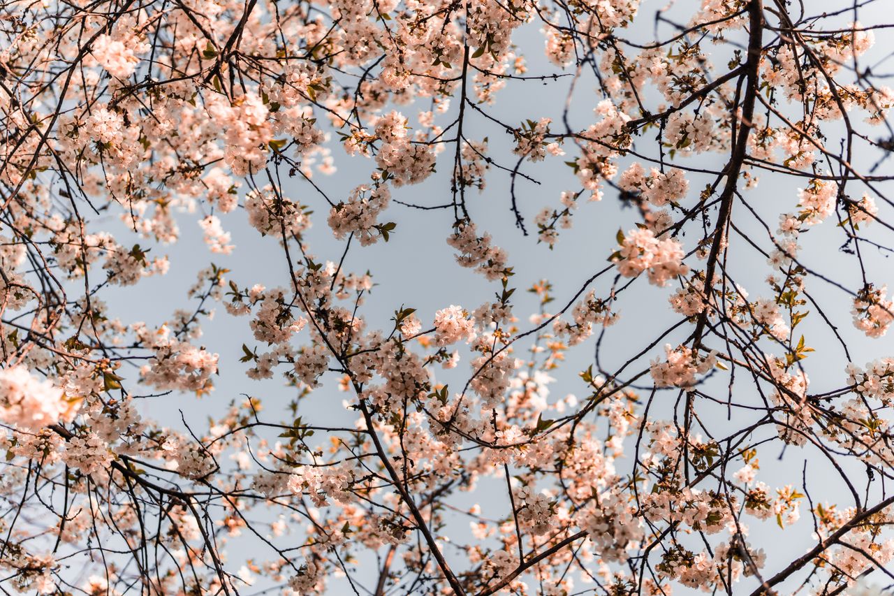 beautiful cherry blossoms in full bloom under a clear blue sky during