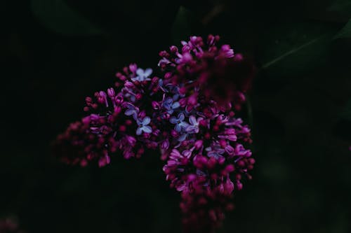 Free Δωρεάν στοκ φωτογραφιών με fleur, ανθίζω, δέντρο Stock Photo