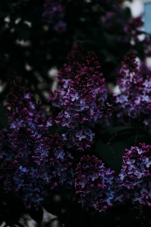 Free aromatik, Bahçe, bitki örtüsü içeren Ücretsiz stok fotoğraf Stock Photo