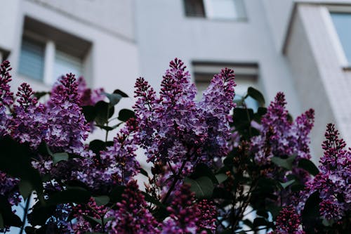 Close-up of Lilac in Front of a Building 