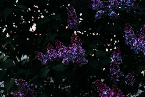 Free Foto profissional grátis de ao ar livre, arbusto, arranjo de flores Stock Photo