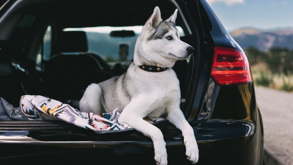 A Siberian Husky dog relaxing in the trunk of a car parked by a scenic road.