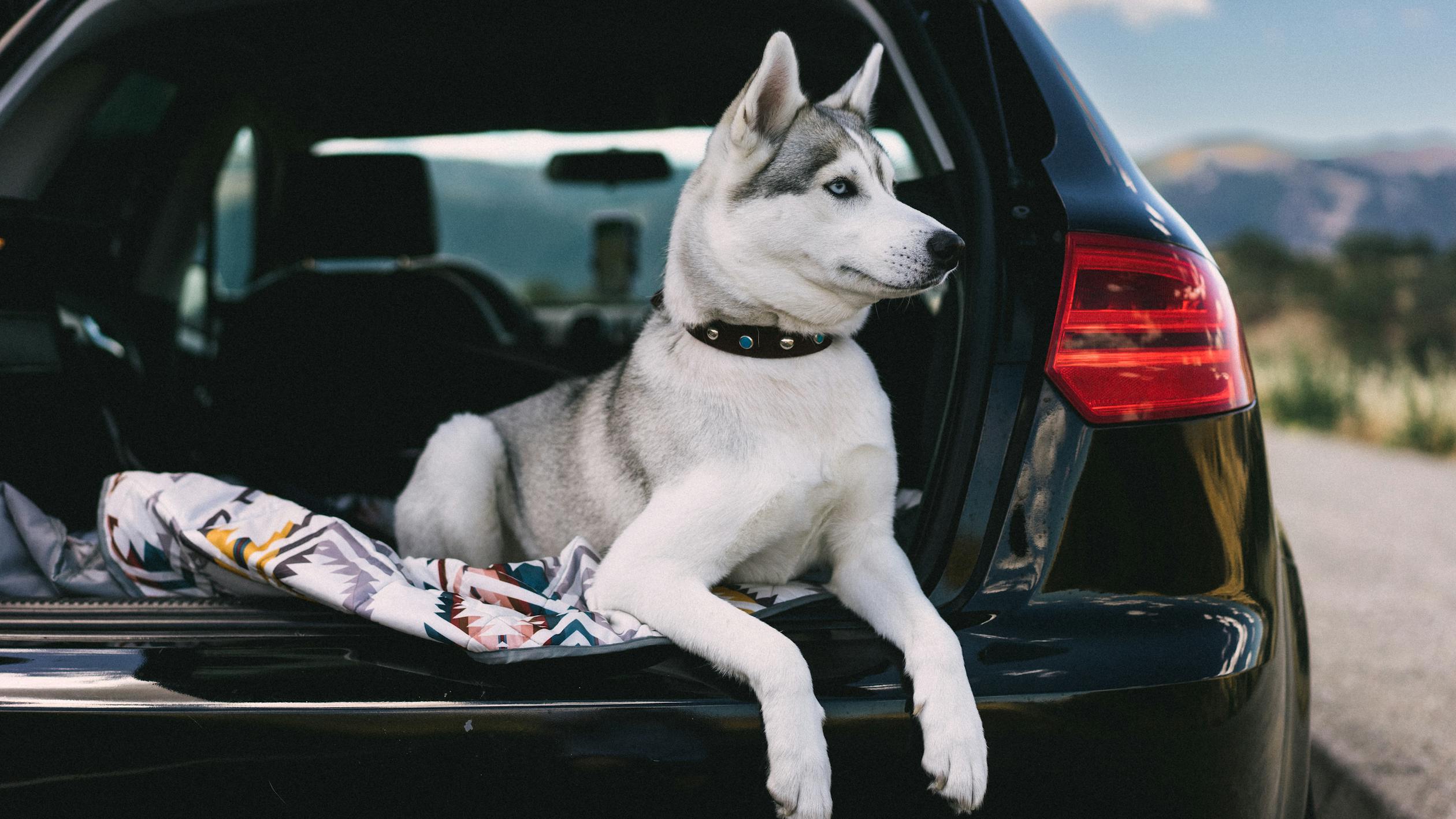Ein Hund auf seiner Hundedecke im Auto