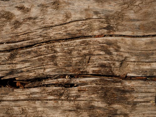 Wood Surface