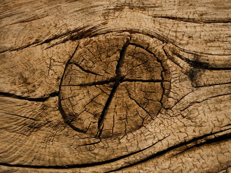 Old Wood Texture In Close Up View