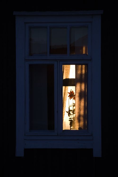 Free A flower silhouettes against a warmly lit window at night, creating a cozy atmosphere. Stock Photo