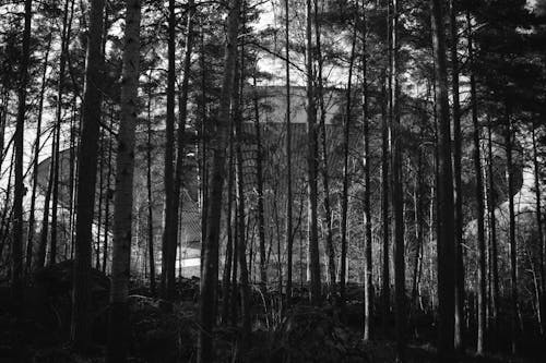 Grayscale Photo of Forest Trees