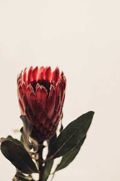 Free Red and Green Flower in Close Up Photography Stock Photo