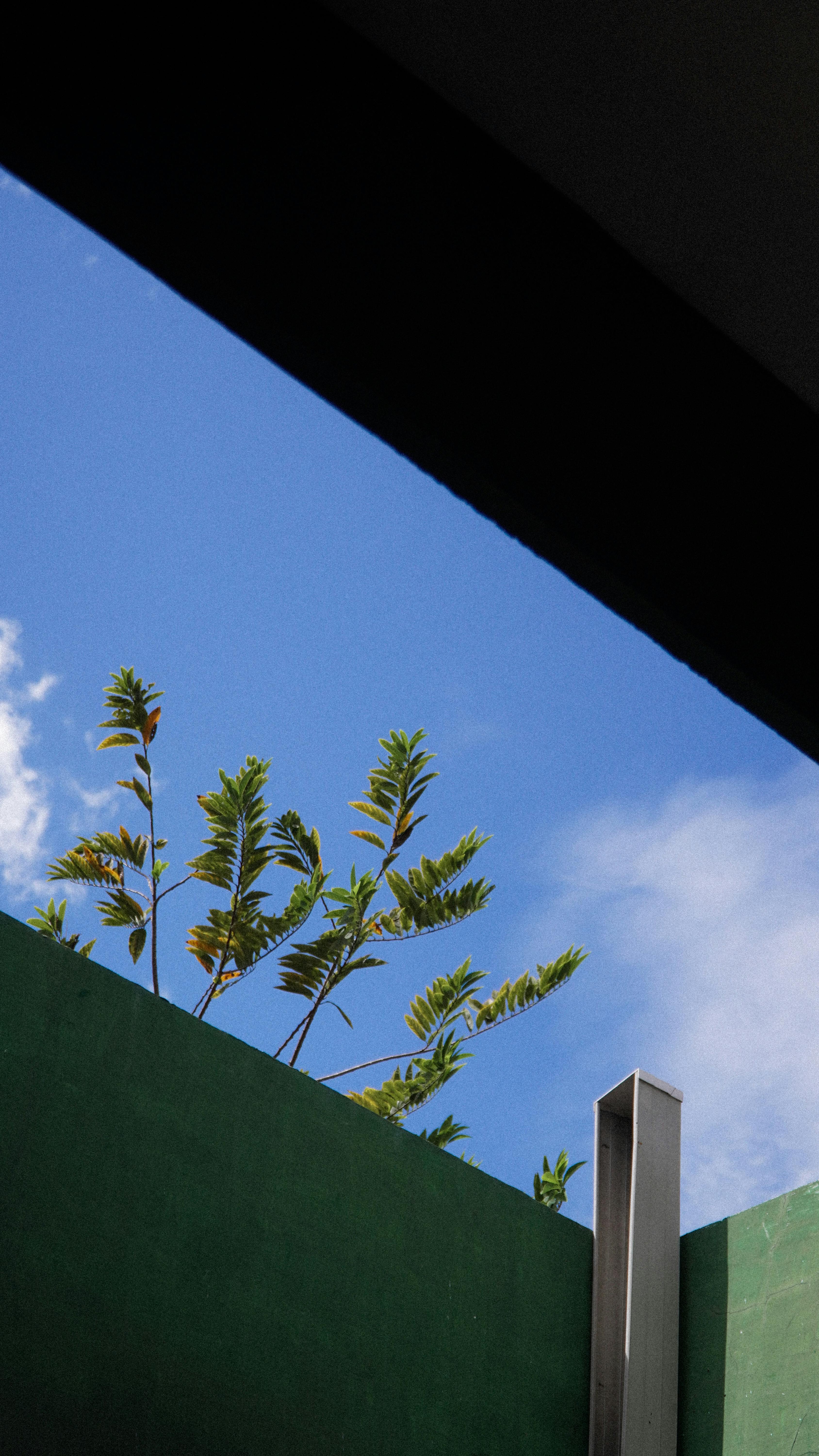 What tree converts the most CO2 to oxygen?