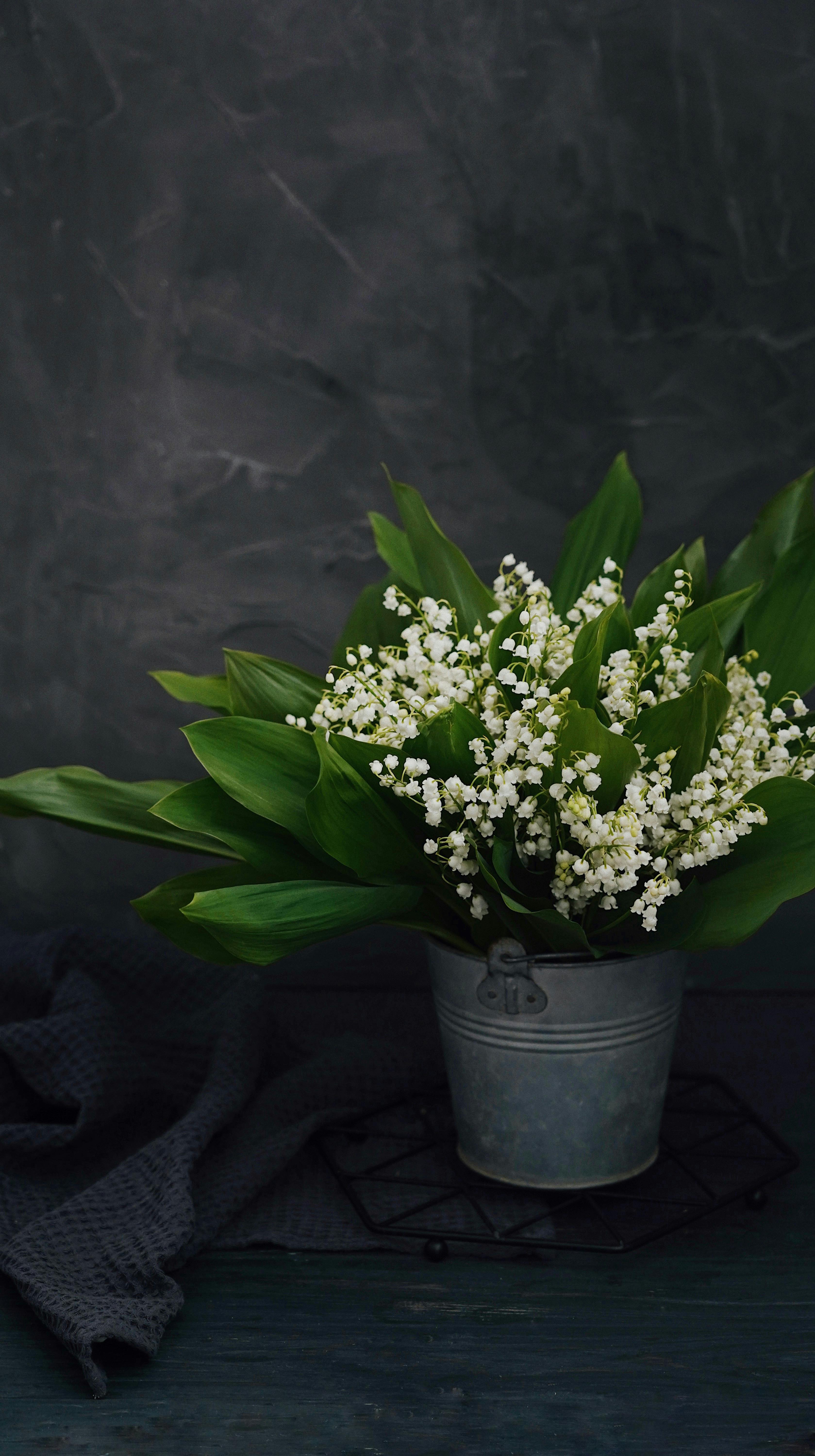 Lily of The Valley Wallpapers  Top Free Lily of The Valley Backgrounds   WallpaperAccess