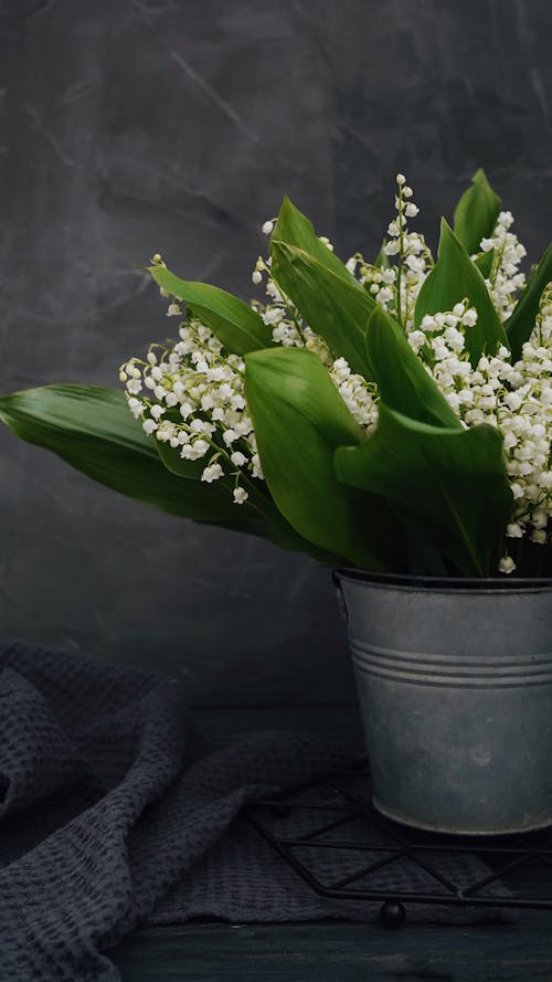 Immagine gratuita di avvicinamento, fiori bianchi, foglie verdi