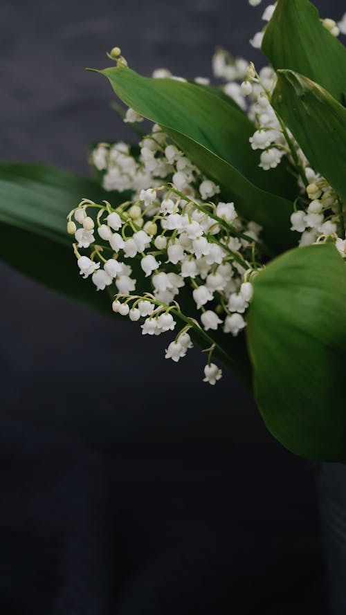 Immagine gratuita di avvicinamento, boccioli di fiori, fiori bianchi