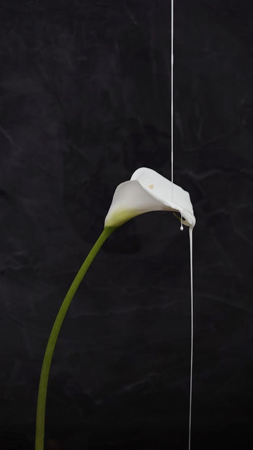 White Arum Lily Flower in Black Background 